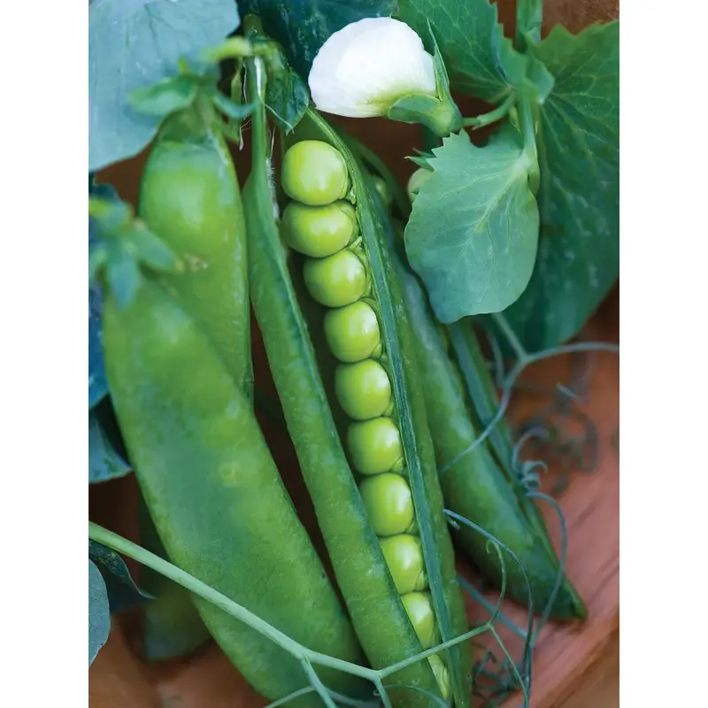Easy Peasy Pea Seeds – Shelling Variety With Exceptional Ease & Flavor 1