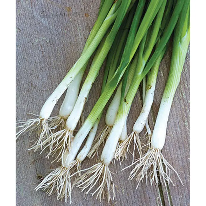 Evergreen Long White Bunching Onion Seeds – Mild, All-Season Green Onion Variety 1