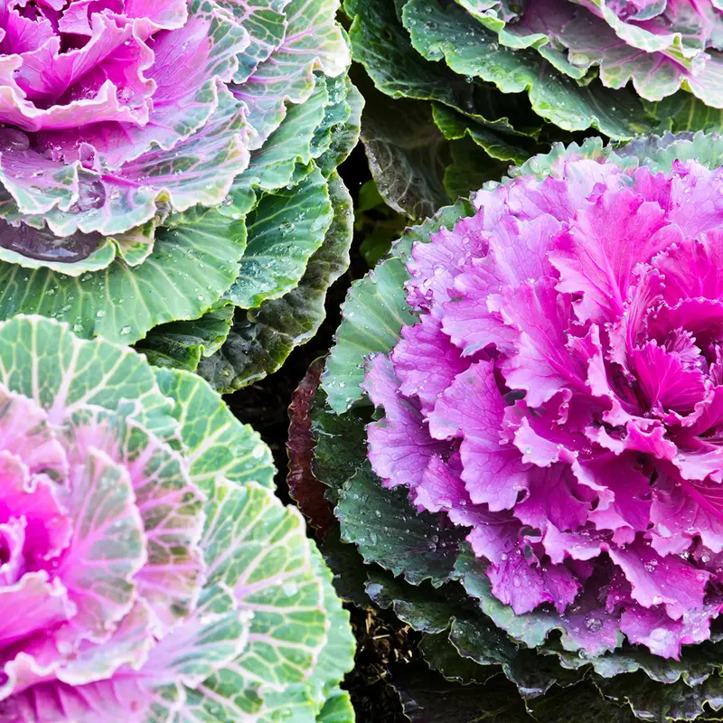 Flowering Cabbage Seeds – Ornamental Kale & Cabbage Mix Pack 1