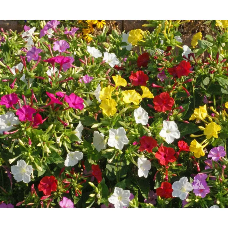 Four O’Clock Flower Seeds – Evening-Blooming, Fragrant, Multicolored Perennials 1