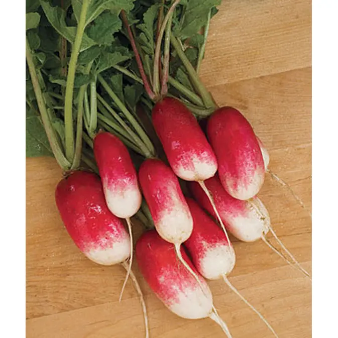 French Breakfast Radish Seeds – Organic, Mild, Fast-Germinating Spring Variety 1