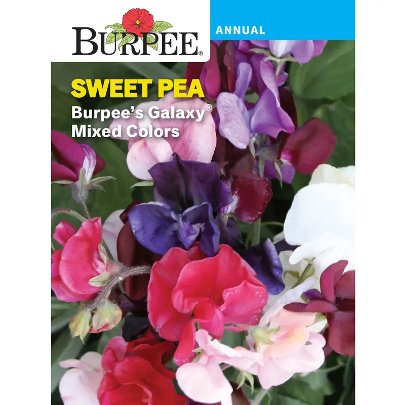 Galaxy Sweet Pea Seeds – Fragrant, Twining Climber In Mixed Pastel Hues (Sku 31625) 1