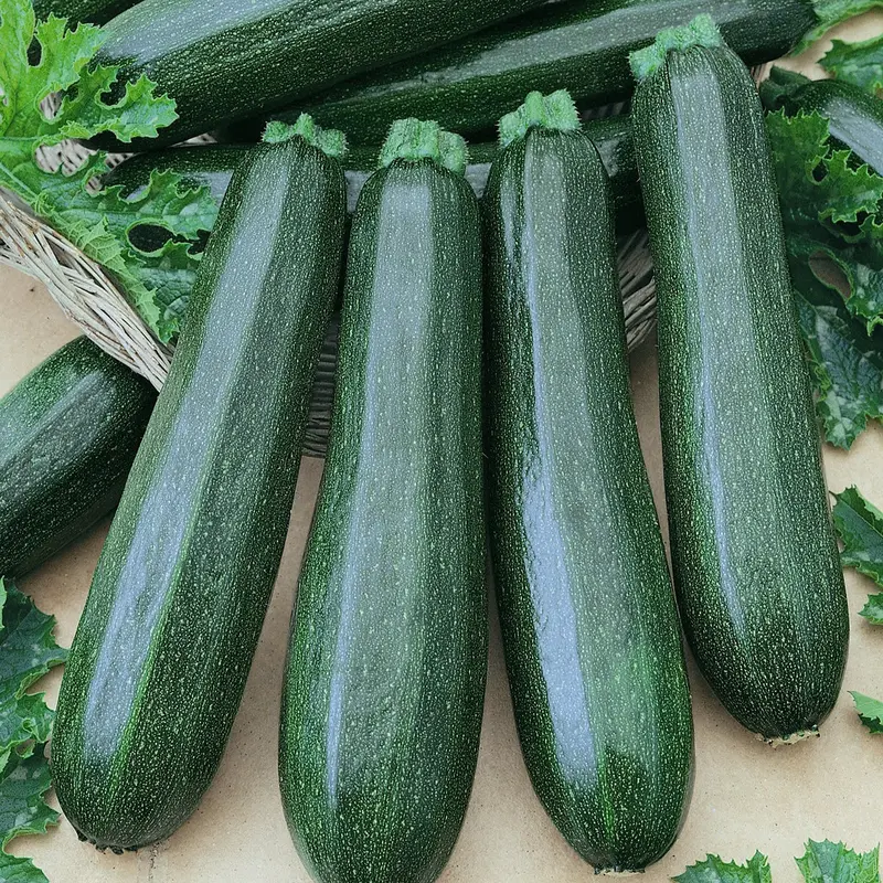 Garden Spineless Zucchini Seeds – Smooth-Rind, High-Yield Summer Squash Pack 1
