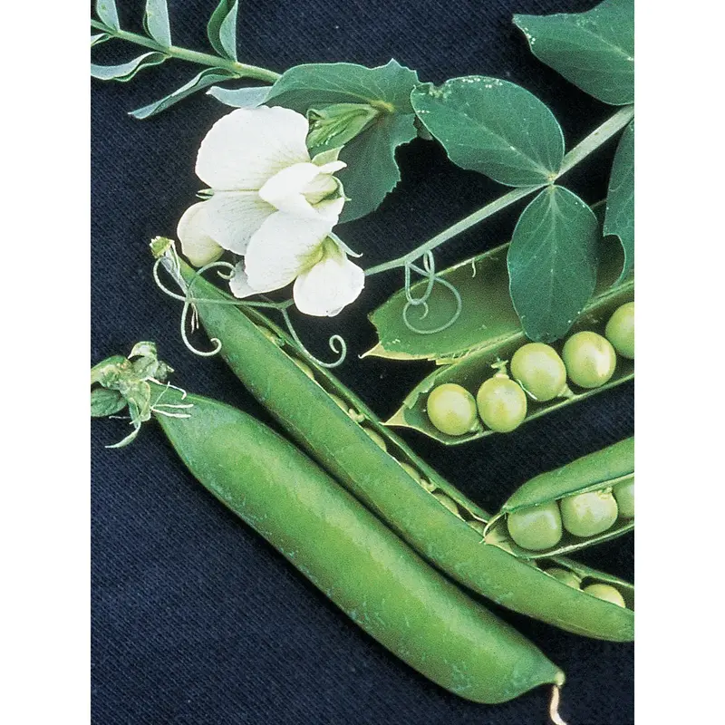 Garden Sweet Pea Seeds – Classic Climbing, Edible-Pod Variety 1