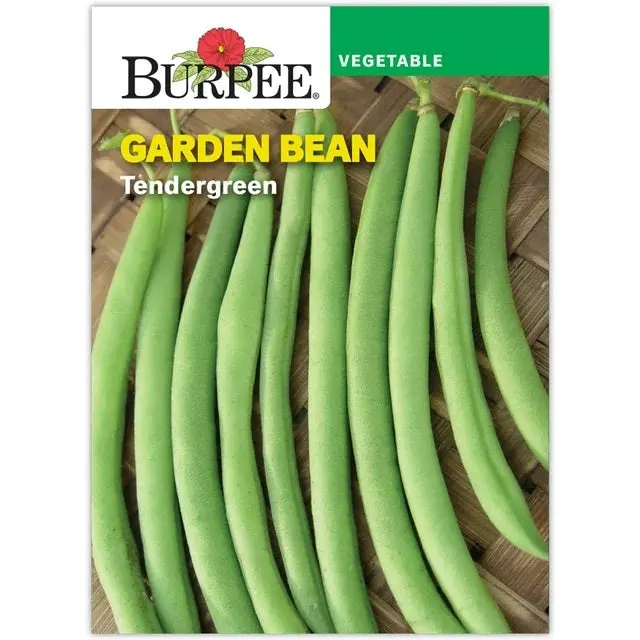 Garden Tendergreen Bean Seeds – Compact, High-Yield Bush Type 1