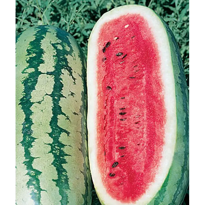 Georgia Rattlesnake Watermelon Seeds – Heirloom, Striped Rind, Sweet Flesh 1