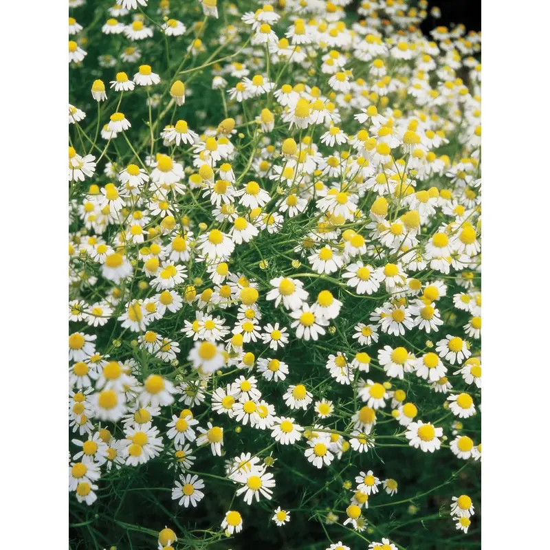German Chamomile Seeds (Dwarf, Fragrant, Medicinal & Pollinator-Friendly) 1