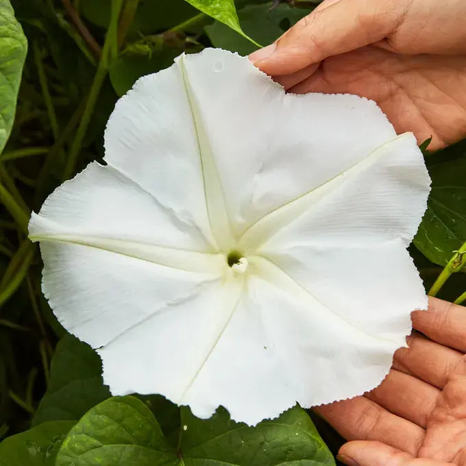Giant White Moonflower Vine Seeds – Night-Blooming Climber, 44081 1