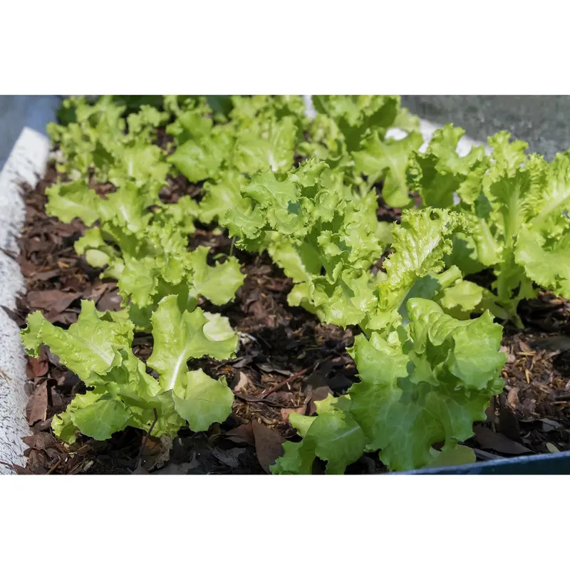 Grand Rapids Lettuce Seeds – Crisp, Heat-Tolerant Looseleaf Type 1