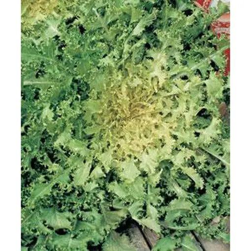 Green Curled Endive Seeds – Bitter-Sweet, Salad-Ready Leafy Herb 1