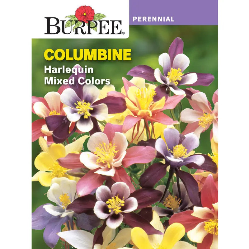 Harlequin Columbine Flower Seeds – Premium Garden Pack 38258 1