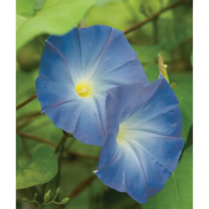Heavenly Blue Morning Glory Seeds – Vigorous Vine With Sky-Blue Trumpets (Sku 44107) 1