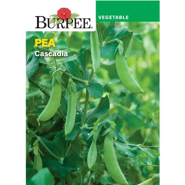 Heirloom Cascadia Snap Pea Seeds (Non-Gmo, Open-Pollinated) 1