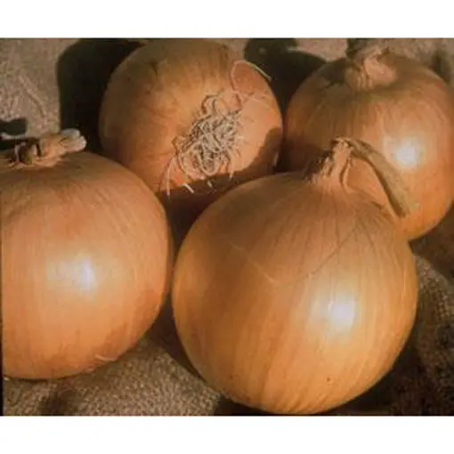 Heirloom Sweet Spanish Onion Seeds – Mild, Flat, Late-Season Bulbing Variety 1