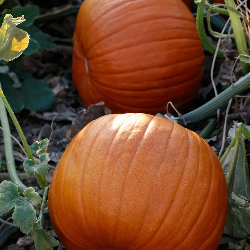 Hijinks F1 Pumpkin Seeds – Vibrant Orange, Uniform Jack-O’-Lantern Type 1