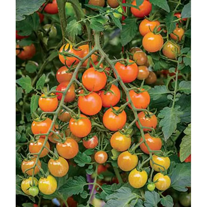 Honeycomb Tomato Seeds – Dual-Colored Slicing Hybrid Pack 1