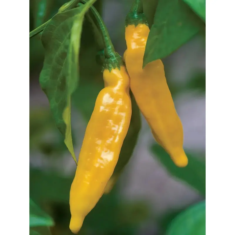 Hot Lemon Pepper Seeds (Bright Yellow, Medium-Heat Chili) 1