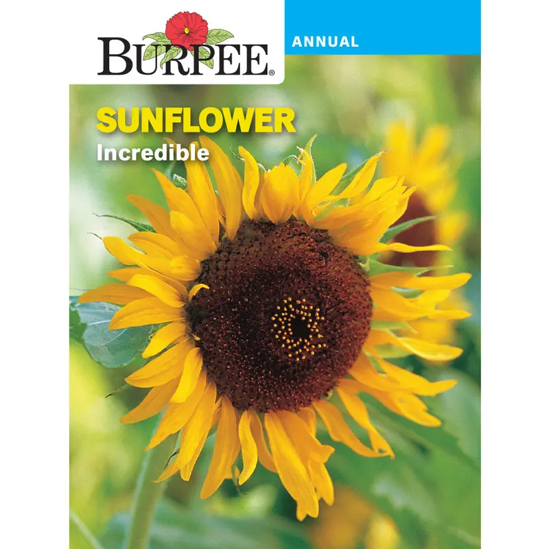Incredible Sunflower Seeds – Giant-Headed, High-Oil Content Variety (Sku 38655) 1