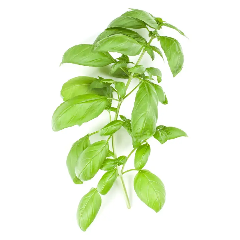 Italian Basil Seeds – Classic Sweet Genovese-Type Culinary Herb (9913700) 1