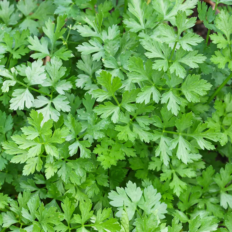 Italian Dark Green Parsley Seeds (Flat-Leaved, Culinary Grade) 1