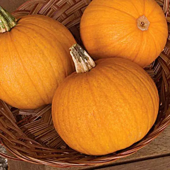 Jack O’ Lantern Pumpkin Seeds – Classic Carving & Pie Pumpkin Variety 1
