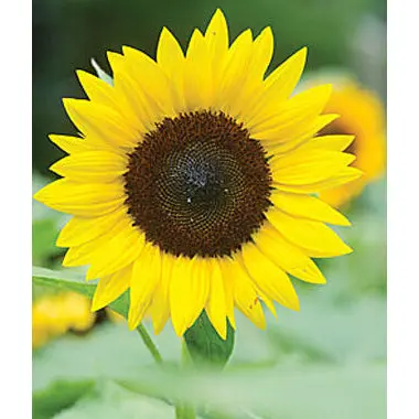Jua Maya Hybrid Sunflower Seeds – Large-Headed, Pollinator-Friendly Variety 1