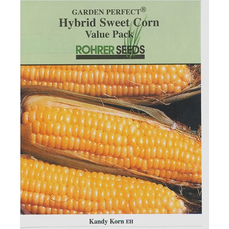Kandy Korn Sweet Corn Seeds – Yellow Supersweet Hybrid With Exceptional Flavor 1