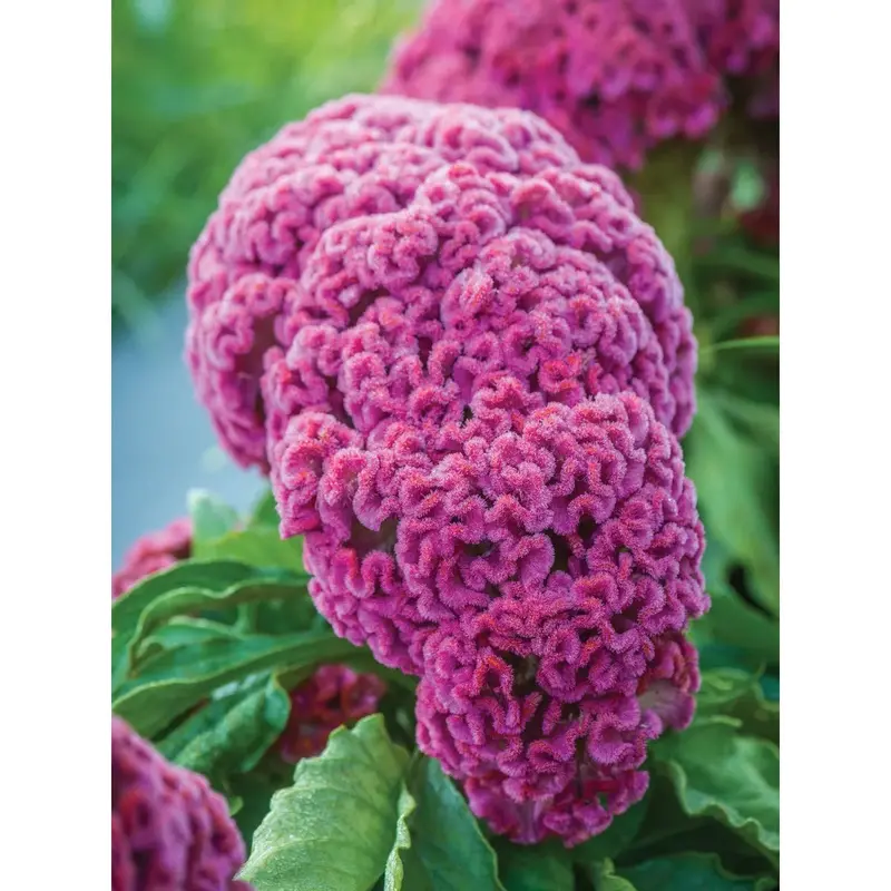 King Coral Celosia Flower Seeds (Crested Plume, Heat-Tolerant) 1