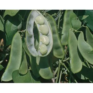 King Of The Garden Pole Lima Bean Seeds – Large-Seeded Climbing Lima 1