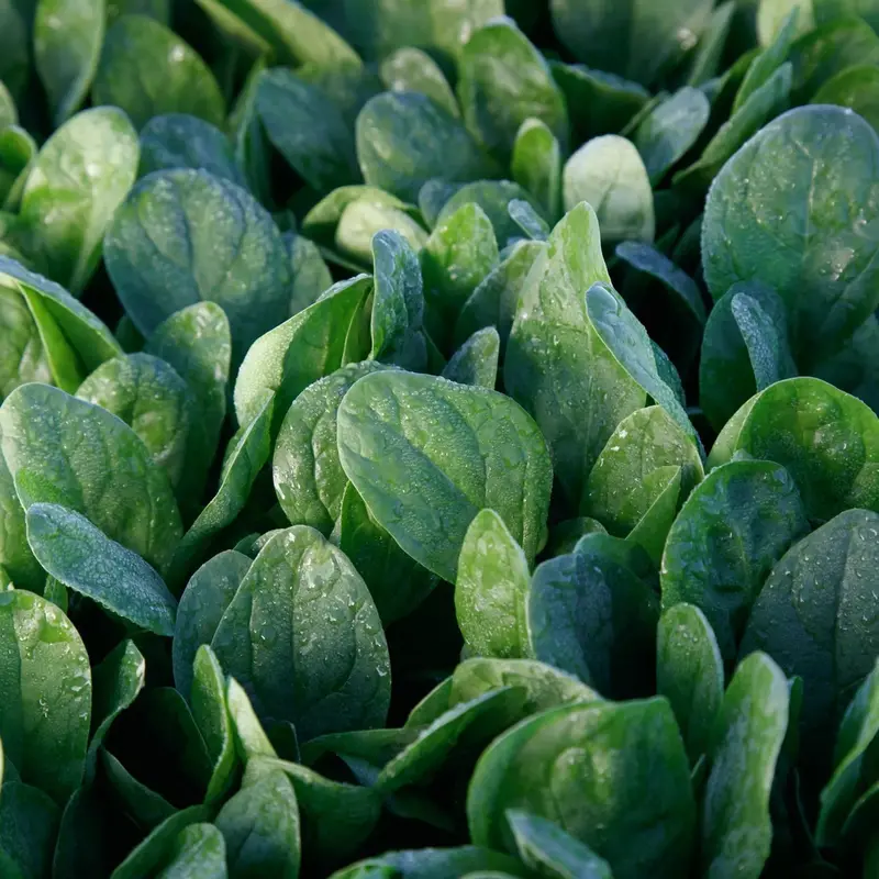 Lakeside Hybrid Spinach Seeds (Cold-Hardy, Slow-Bolting) 1