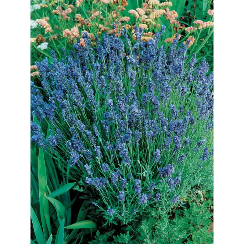 Lavender Lady Flower Seeds – Fragrant, Compact Perennial Blend 1