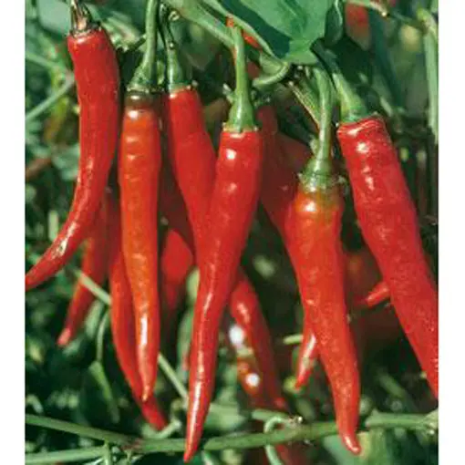 Long Red Cayenne Pepper Seeds – Hot, Slender, Drying-Friendly Capsicum 1