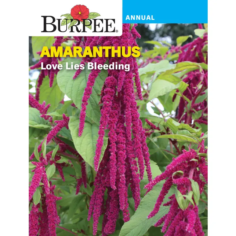 Love Lies Blending Amaranth Seeds – Ornamental & Edible, Cascading Foliage 1