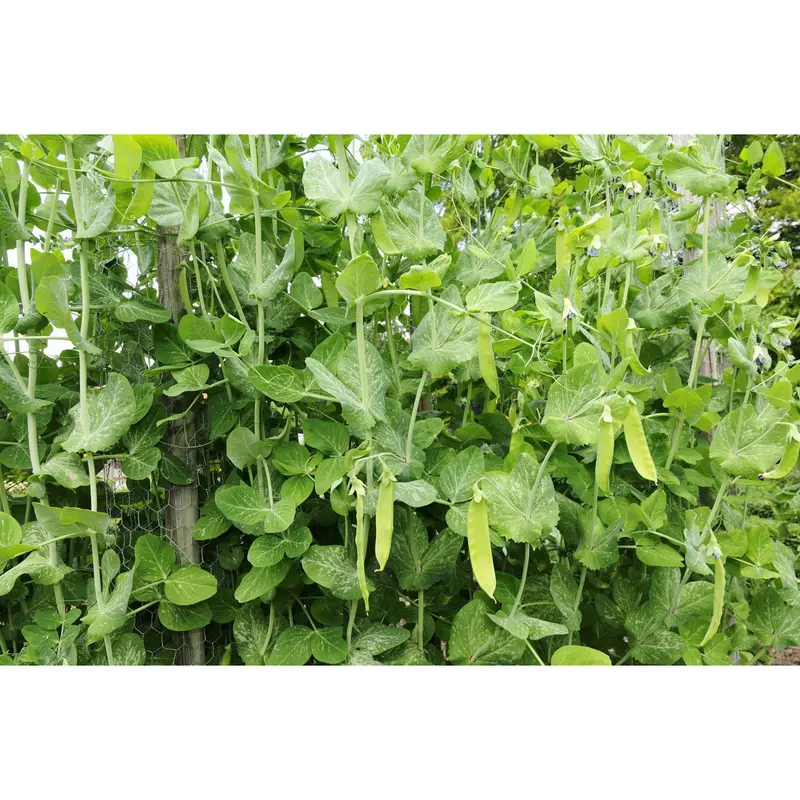 Mammoth Melting Sugar Pea Seeds – Half-Pound (9916802) 1
