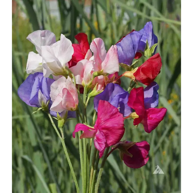 Mammoth Mix Sweet Pea Seeds – Tall Climbing Vines With Fragrant Blooms 1