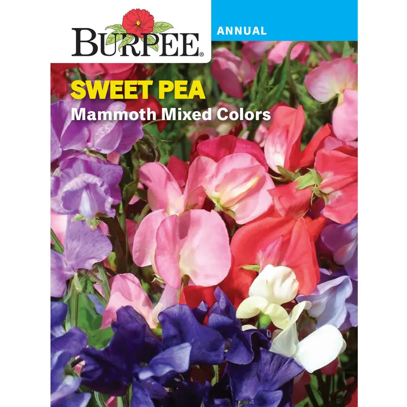 Mammoth Sweet Pea Seeds – Fragrant Climbing Flower Pack 1
