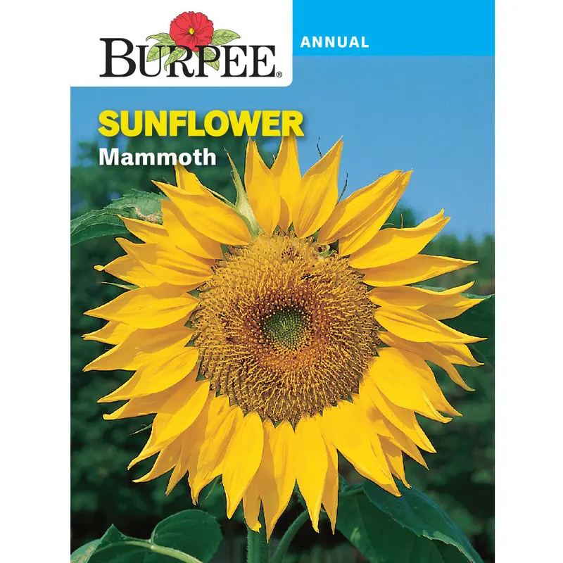 Mammoth Variety Sunflower Seeds – Large-Bloom Garden Pack 1