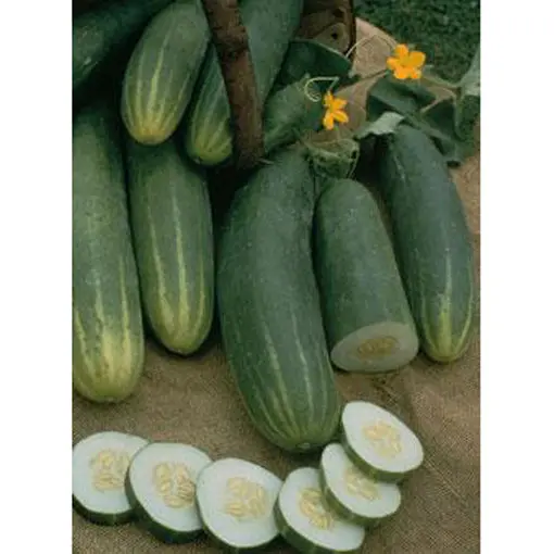 Marketmore 76 Cucumber Seeds – Reliable, High-Yield Standard Slicing Type 1