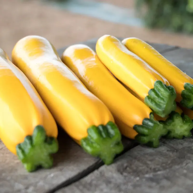 Max'S Gold Summer Squash Seeds (F1 Hybrid, Golden Zucchini-Type) 1