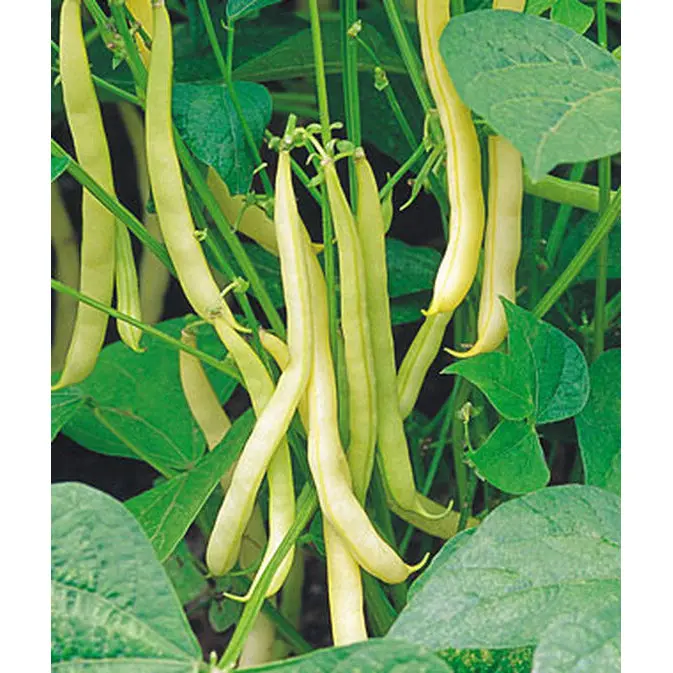 Mellow Yellow Garden Bean Seeds – Tender Stringless Snap Bean Pack 1