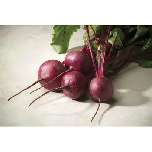 Merlin Hybrid Beet Seeds (3/4 Oz) – Upright Growth & Consistent Yield 1