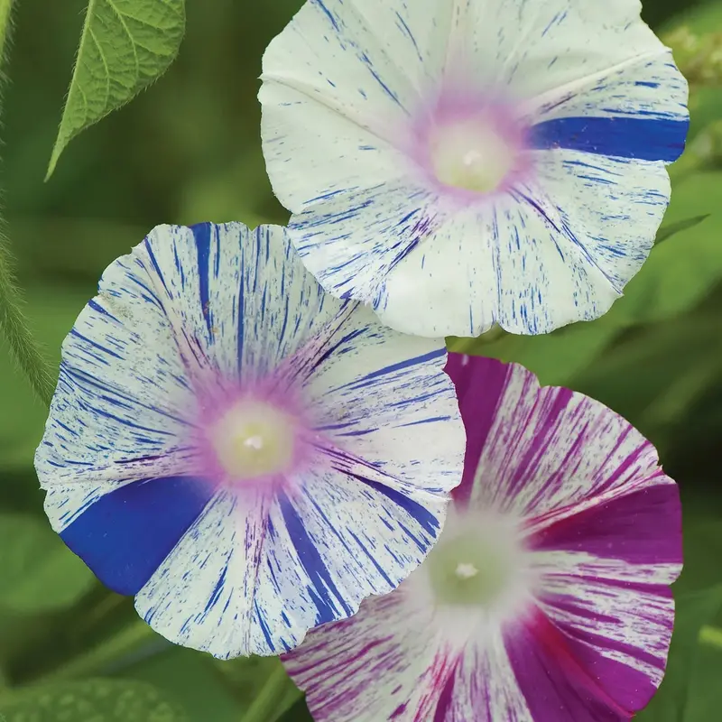 Morning Glory Climbing Vine Seeds – Annual Flower Mix, 48383 1