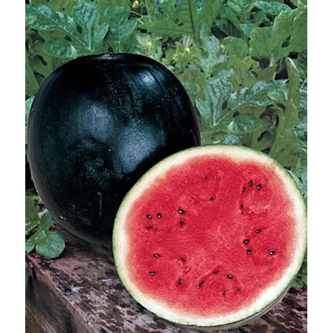 Organic Bush Sugar Baby Watermelon Seeds – Dwarf Fruit Variety 1