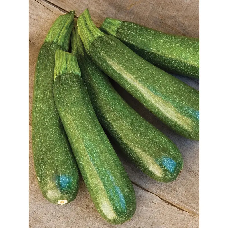 Organic Dark Green Zucchini Seeds – Bush-Type Squash For Home Gardens 1