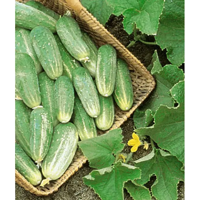 Organic Picklebush Cucumber Seeds – Compact Vine, Ideal For Pickling 1