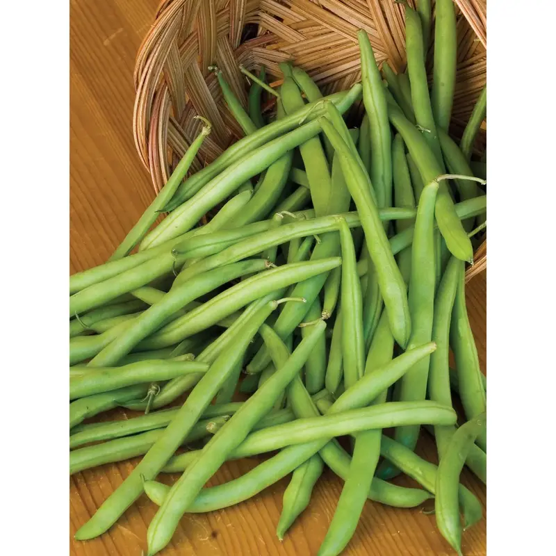 Organic Provider Bush Bean Seeds (Disease-Resistant, Prolific Yield) 1
