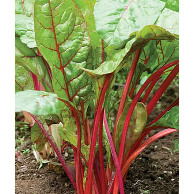 Organic Ruby Red Swiss Chard Seeds – Non-Gmo, Heirloom Vegetable Variety 1