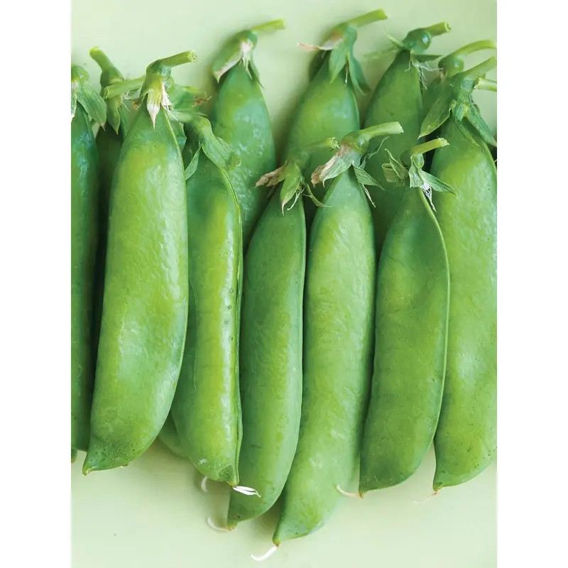 Organic Sugar Daddy Pea Seeds – Snap-Type, Stringless, And Sweet 1