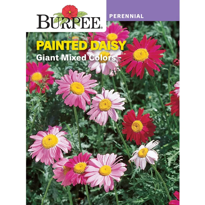 Painted Daisy Flower Seeds – Hardy Annuals With Vibrant, Daisy-Like Blooms 1
