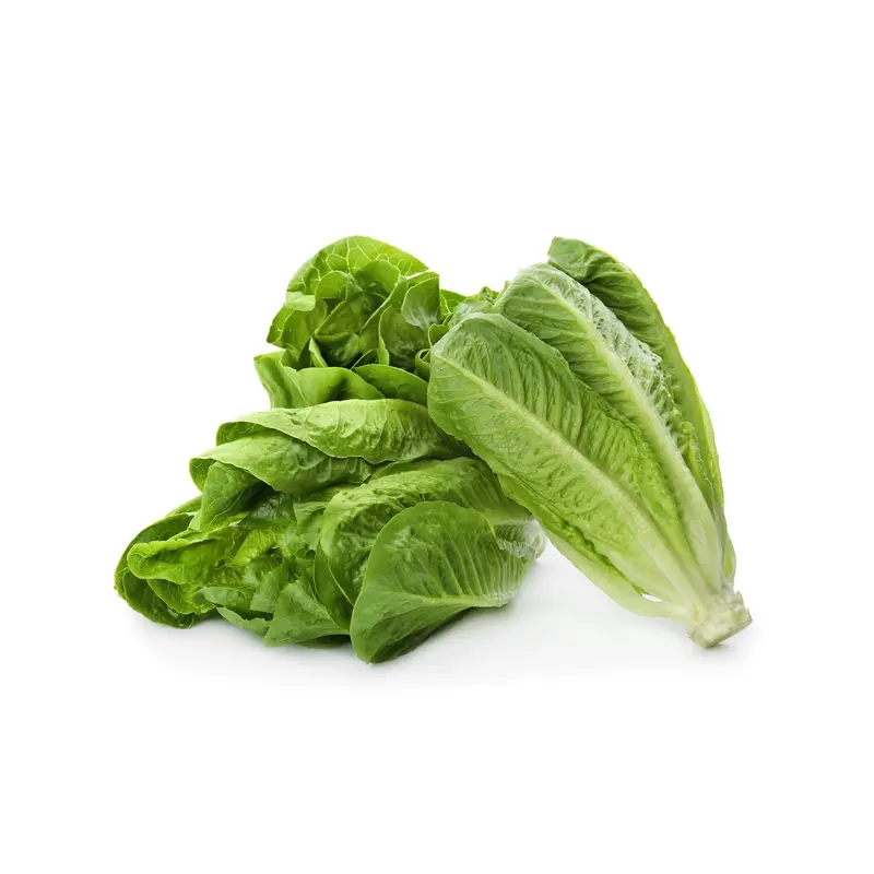 Paris Island Cos Romaine Lettuce Seeds – Crisp, Upright, Disease-Resistant Variety 1